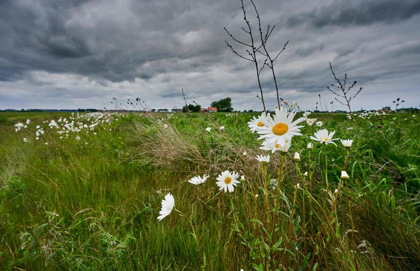 Akker met border van bloemen om de biodiversiteit te bevorderen