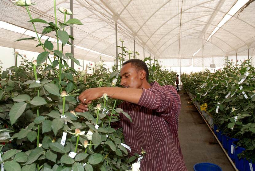 Rozenkwekerij in Ethiopië